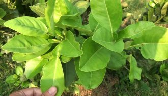3 bước xử lý triệt để bệnh vàng lá thối rễ trên cây bưởi