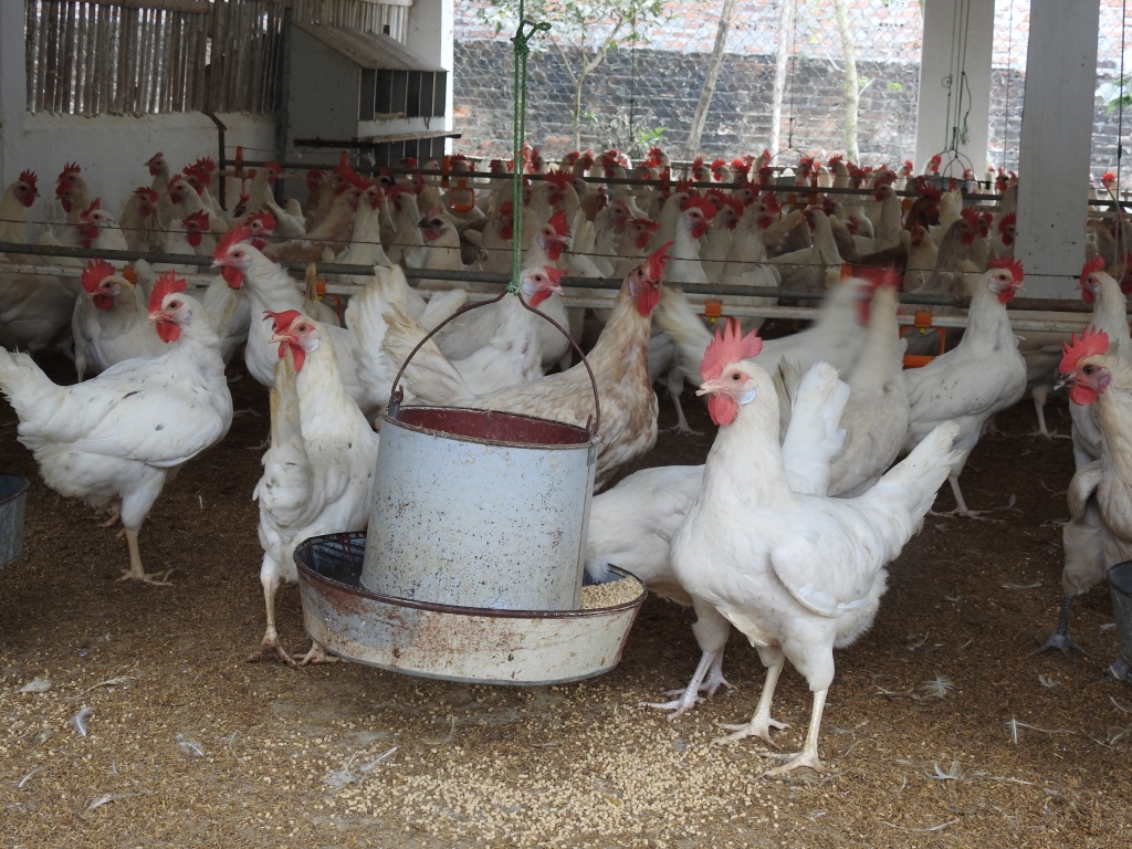 3 lưu ý quan trọng khi nuôi gà siêu trứng nông hộ cần biết