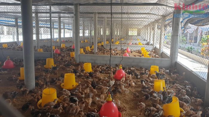 4 điều cần lưu ý về quá trình cung cấp nước trong chăn nuôi gà