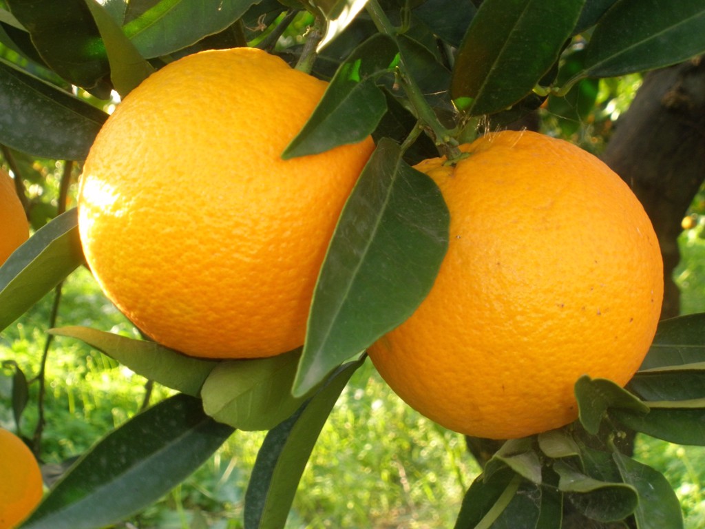 Chăm sóc cây cam