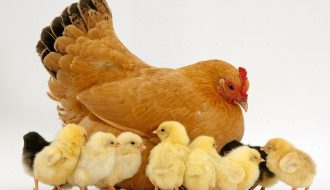 Bí quyết để gà mẹ bỏ ấp trứng, tăng năng suất chăn nuôi