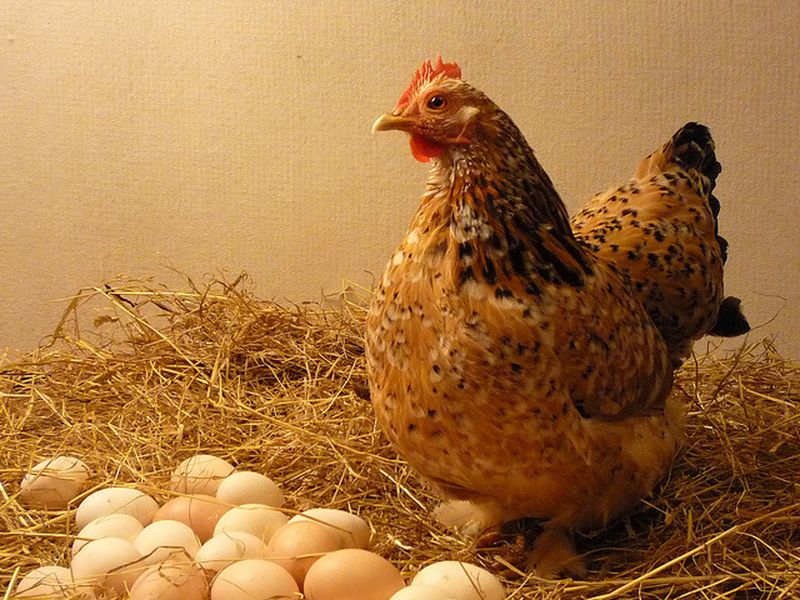 Mẹo dân gian giúp gà mẹ bỏ ấp trứng