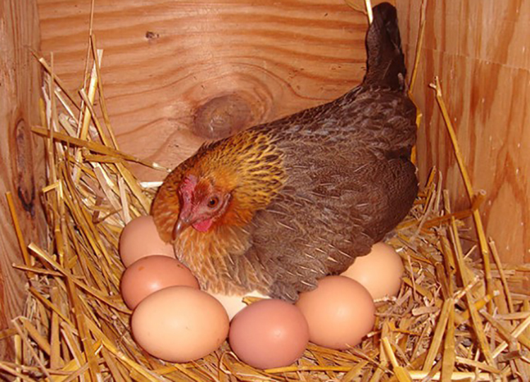 Bí quyết để gà mẹ bỏ ấp trứng, tăng năng suất chăn nuôi