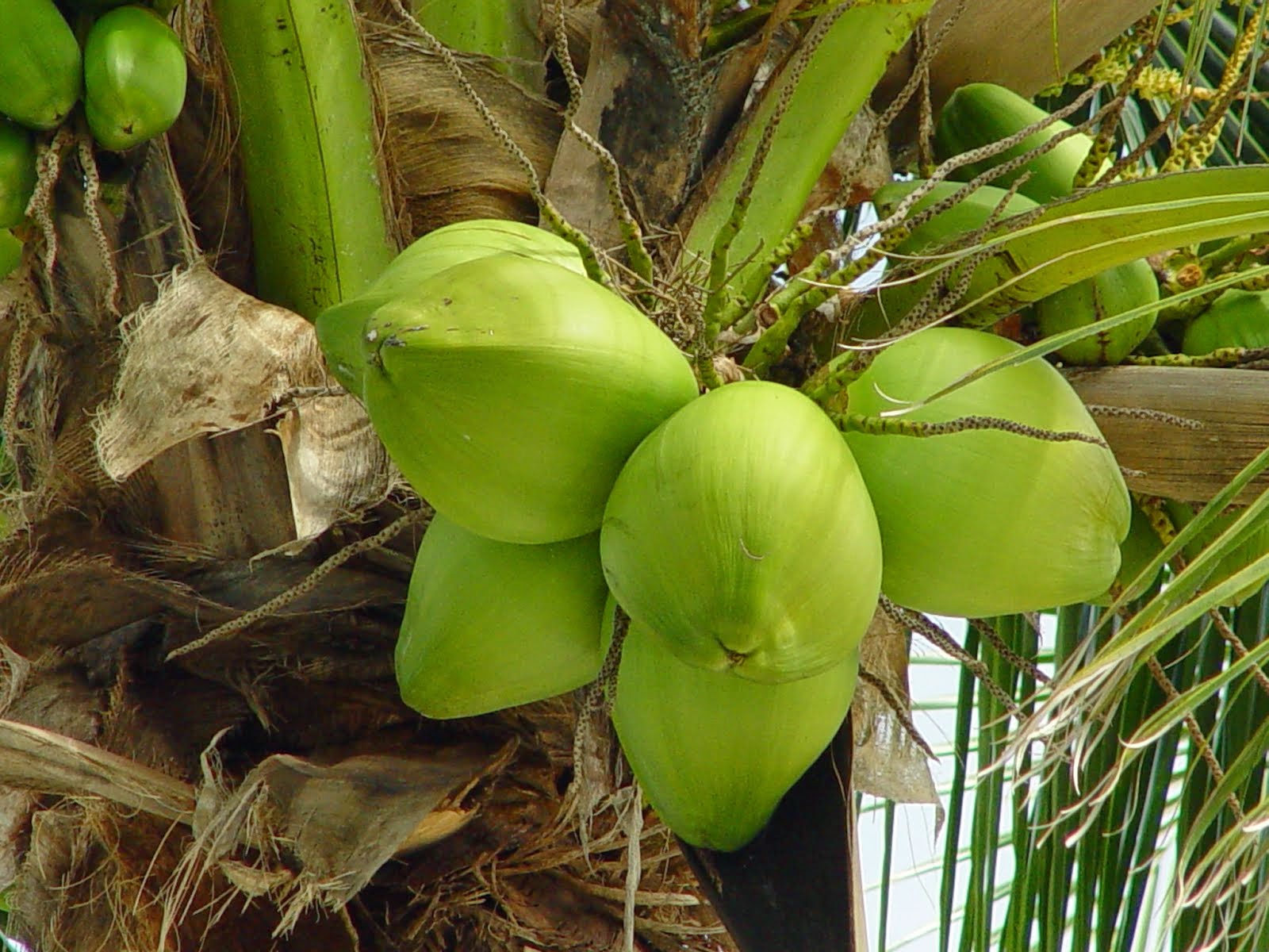 Cách trồng và chăm sóc dừa xiêm lùn đạt hiệu quả cao nhất
