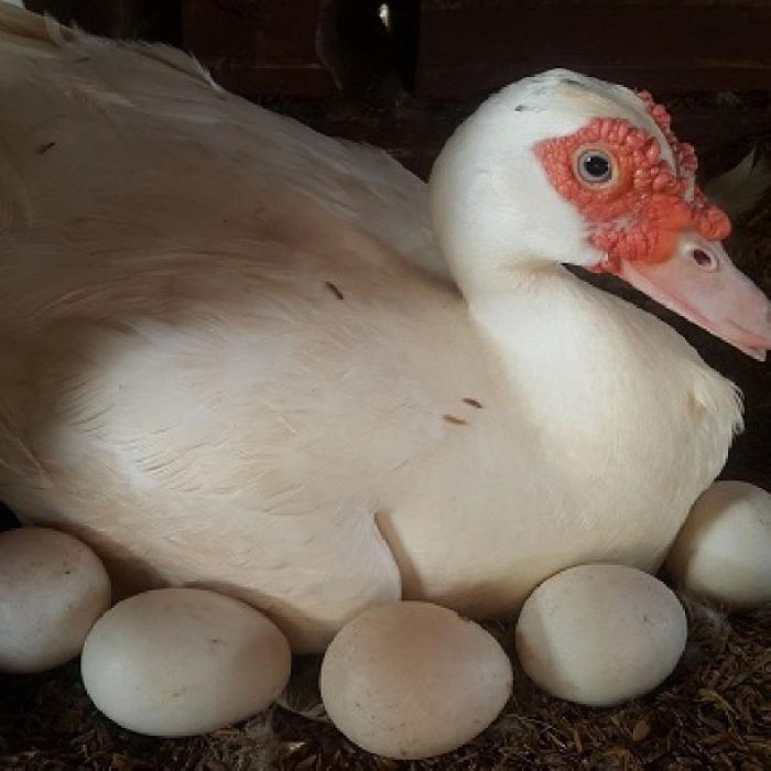 Cần làm gì để gia tăng tỷ lệ trứng vịt nở, tránh tình trạng trứng ấp hỏng