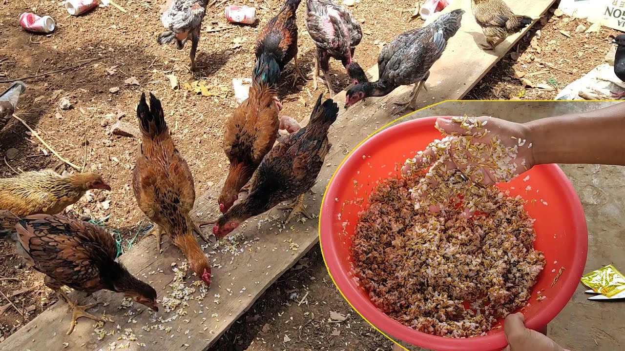 Chuyên gia mách nông hộ cách chọn thức ăn cho gà mau lớn