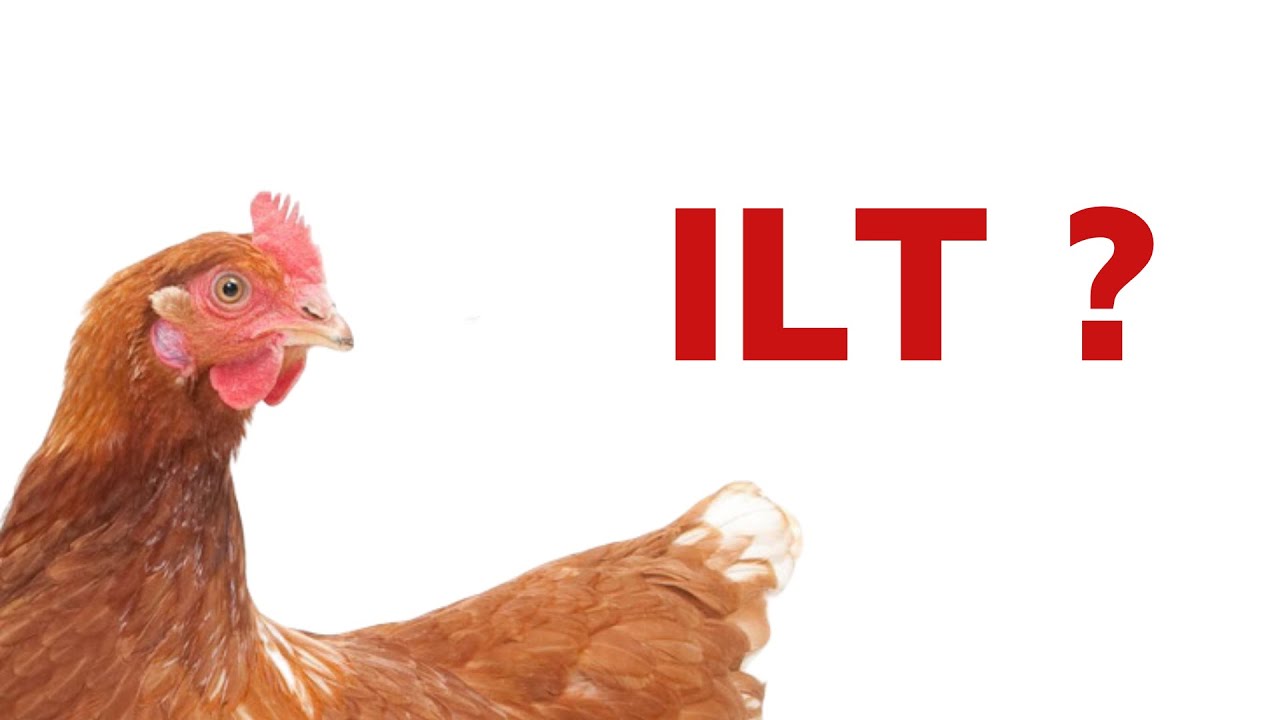 Chuyên gia mách phương pháp phòng và điều trị bệnh ILT trên gà