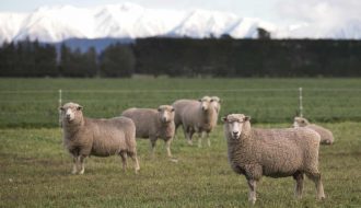 Công nghệ mới giúp ngành chăn nuôi hộ gia đình ở Australia phát triển