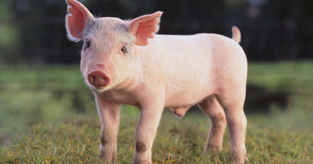 Dấu hiệu bệnh lở mồm long móng điển hình ở lợn