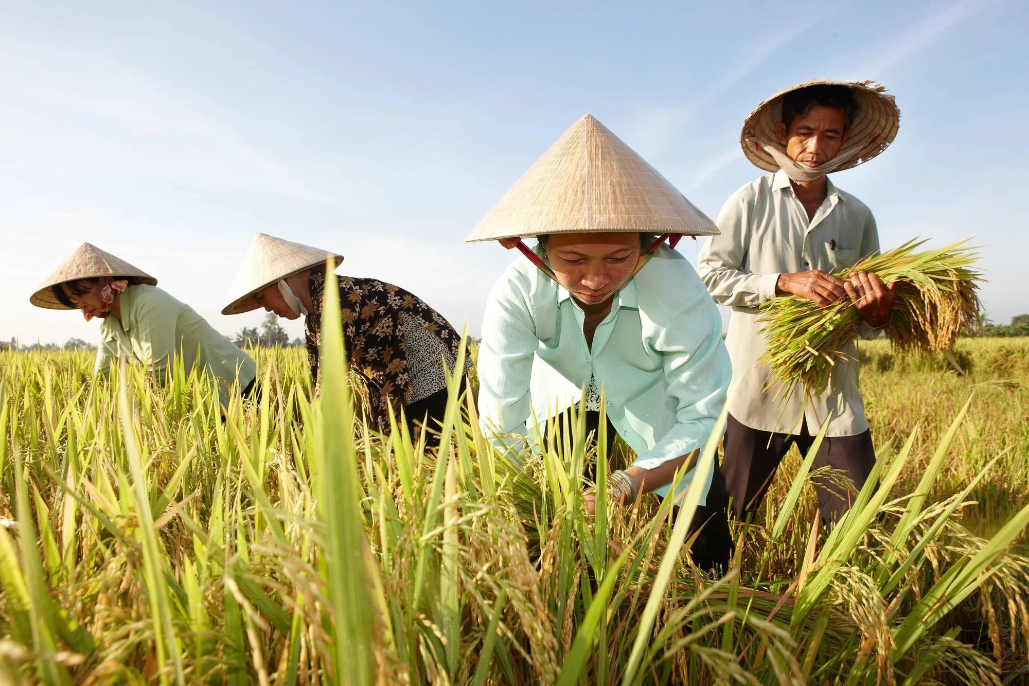 Điểm Sáng Cho Tình Hình Gạo Châu Á, Đậu Tương Được Phục Hồi Ở Mỹ