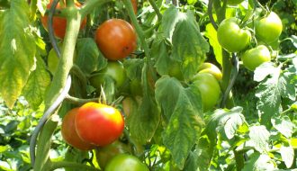 Hiểu rõ bệnh xoăn lá trên cây cà chua để khắc phục hiệu quả