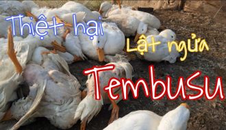 Hội chứng giảm đẻ do Tembusu nguy hiểm như thế nào trên vịt?