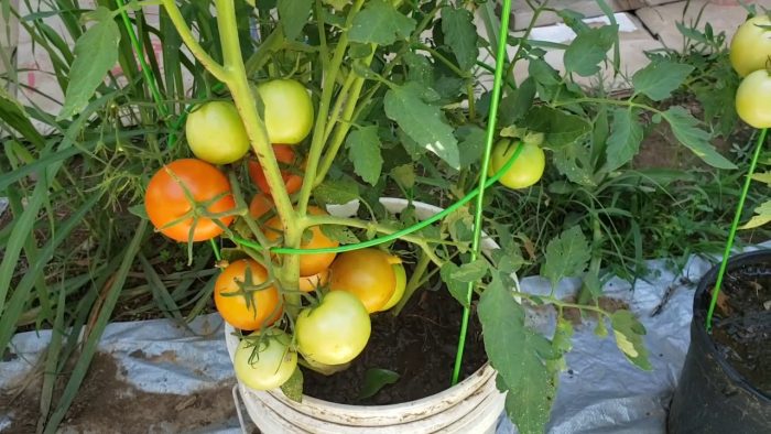 Hướng dẫn kỹ thuật canh tác cây cà chua để trái to, tránh sâu bệnh