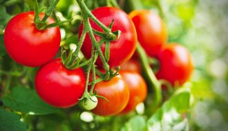 Hướng dẫn kỹ thuật canh tác cây cà chua để trái to, tránh sâu bệnh