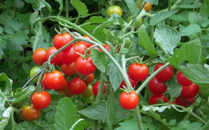 cách trồng cà chua đơn giản