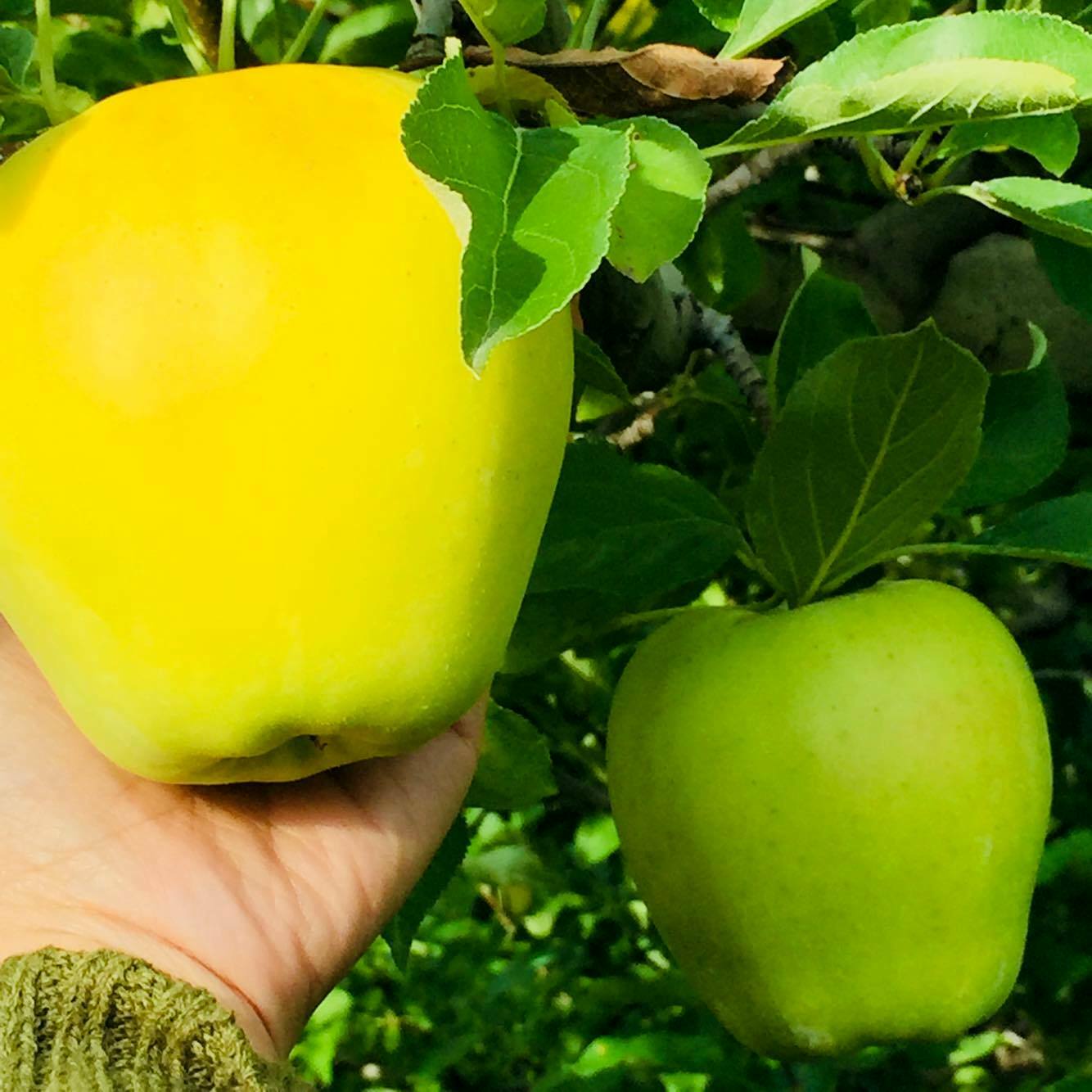 Hướng dẫn kỹ thuật canh tác cây táo đại một cách khoa học