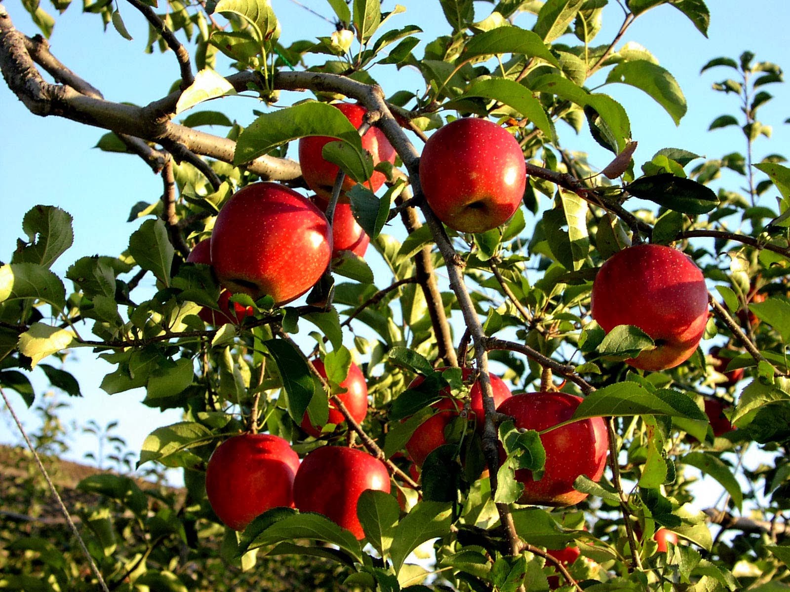 Kỹ thuật chăm sóc cây táo đại