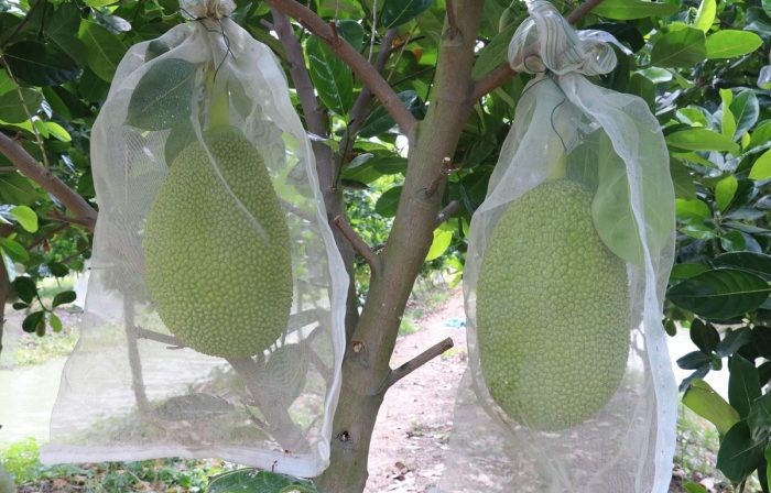 Kỹ thuật trồng cây mít Thái