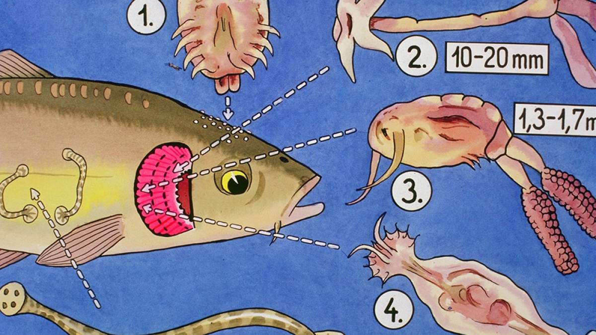 Ký sinh trùng gây bệnh trên cá: Nhận biết và cách chữa trị