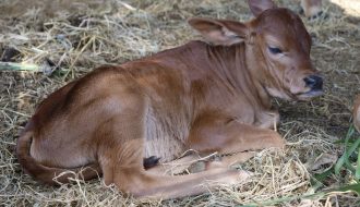 Kỹ thuật chăm sóc bò cái trước và sau khi sinh (P2)