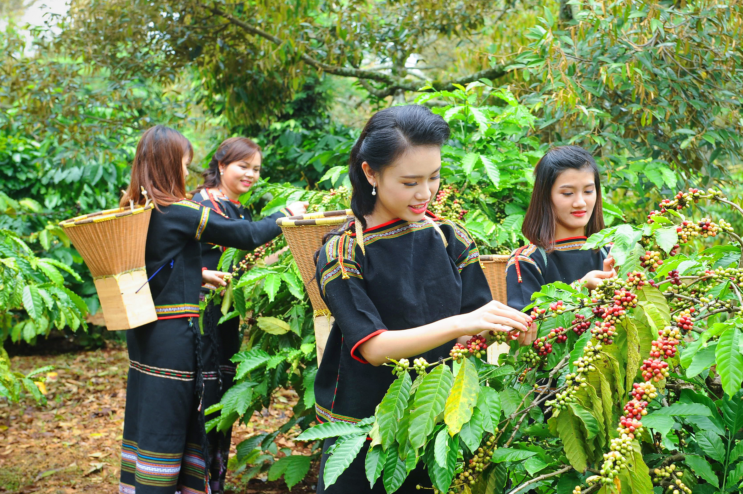 Kỹ thuật trồng cây cà phê đơn giản, cho hiệu quả cao