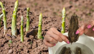Kỹ thuật trồng và chăm sóc măng tây mang lại hiệu quả cao
