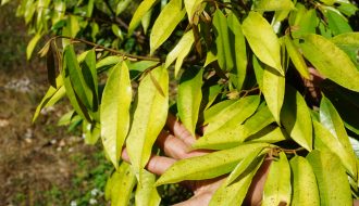 Mách nông hộ cách xử lý bệnh vàng lá thối rễ trên cây sầu riêng