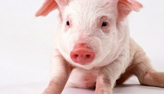 Mô hình chăn nuôi lợn hữu cơ giúp giảm thiểu bệnh tật