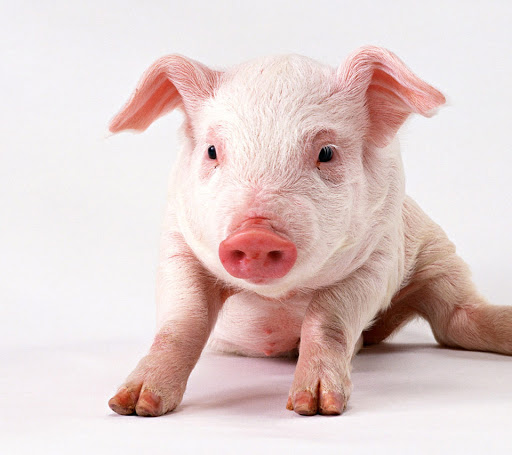 Mô hình chăn nuôi lợn hữu cơ giúp giảm thiểu bệnh tật