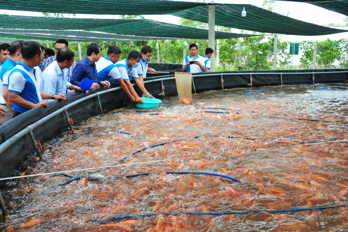 Mô hình nuôi cá điêu hồng 3 giai đoạn cho năng suất khủng