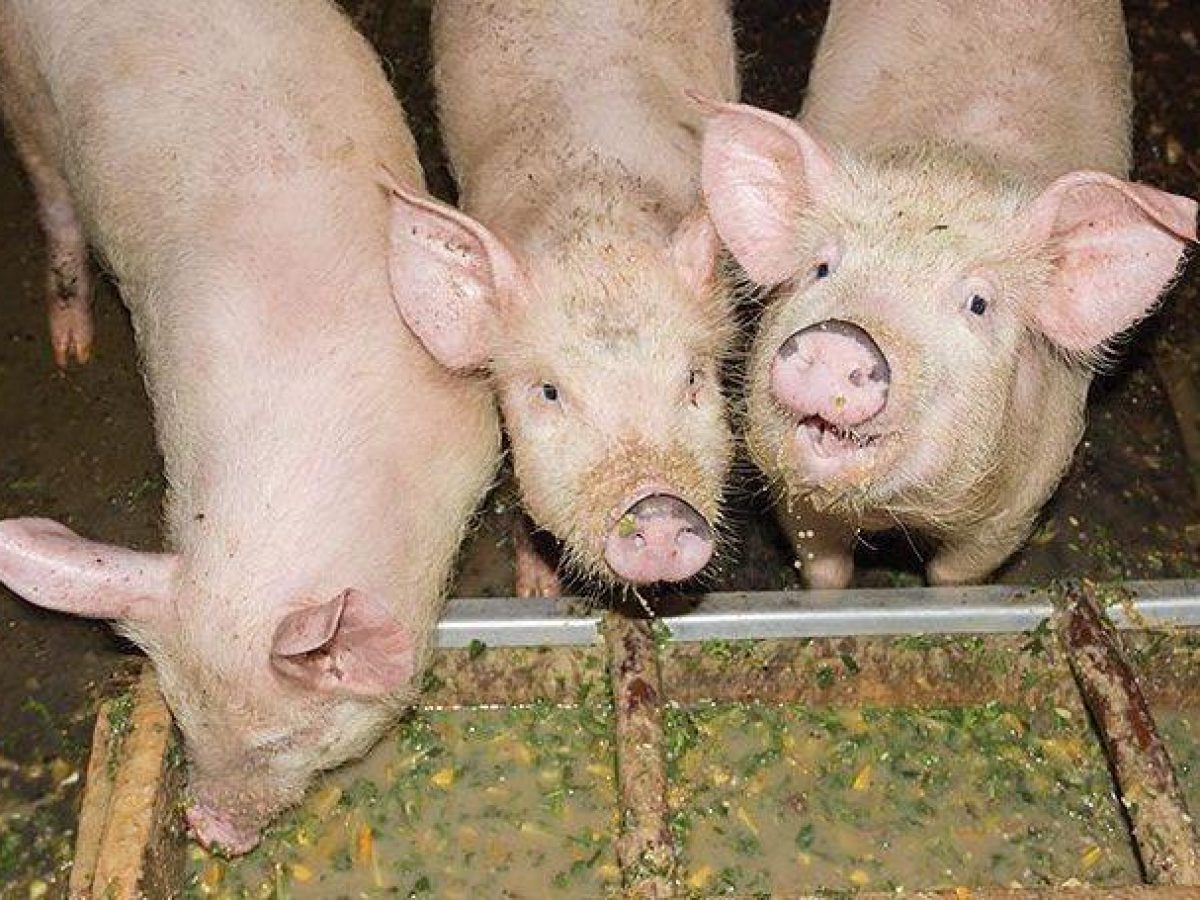 Mô hình nuôi lợn bằng cám thảo dược đạt hiệu quả kinh tế cao