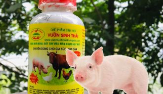 Mô hình nuôi lợn bằng cám thảo dược đạt hiệu quả kinh tế cao