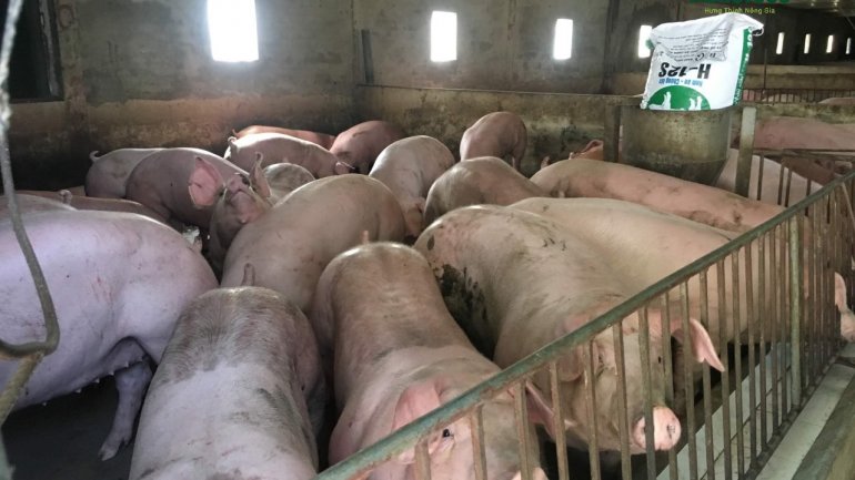 Muốn nuôi lợn thịt nhanh lớn, nông hộ cần lưu ý những điều sau