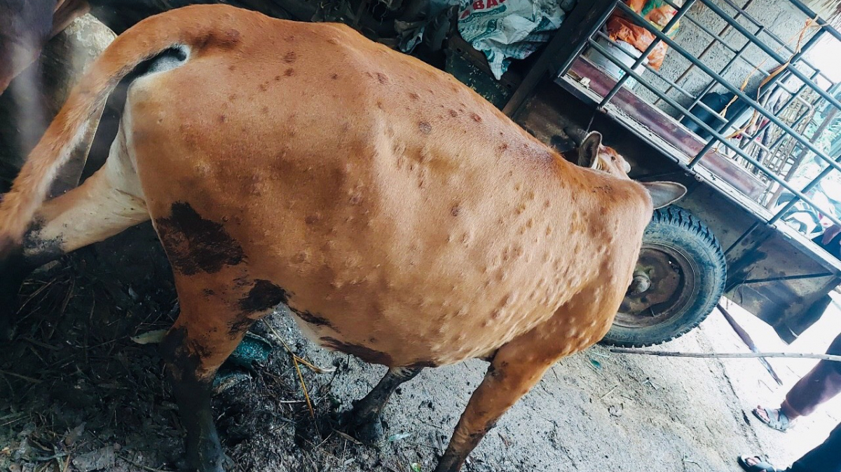 Nguyên nhân gây bệnh viêm da nổi cục ở trâu bò