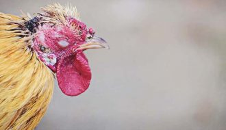 Nguyên nhân, triệu chứng và cách điều trị bệnh đậu ở gà