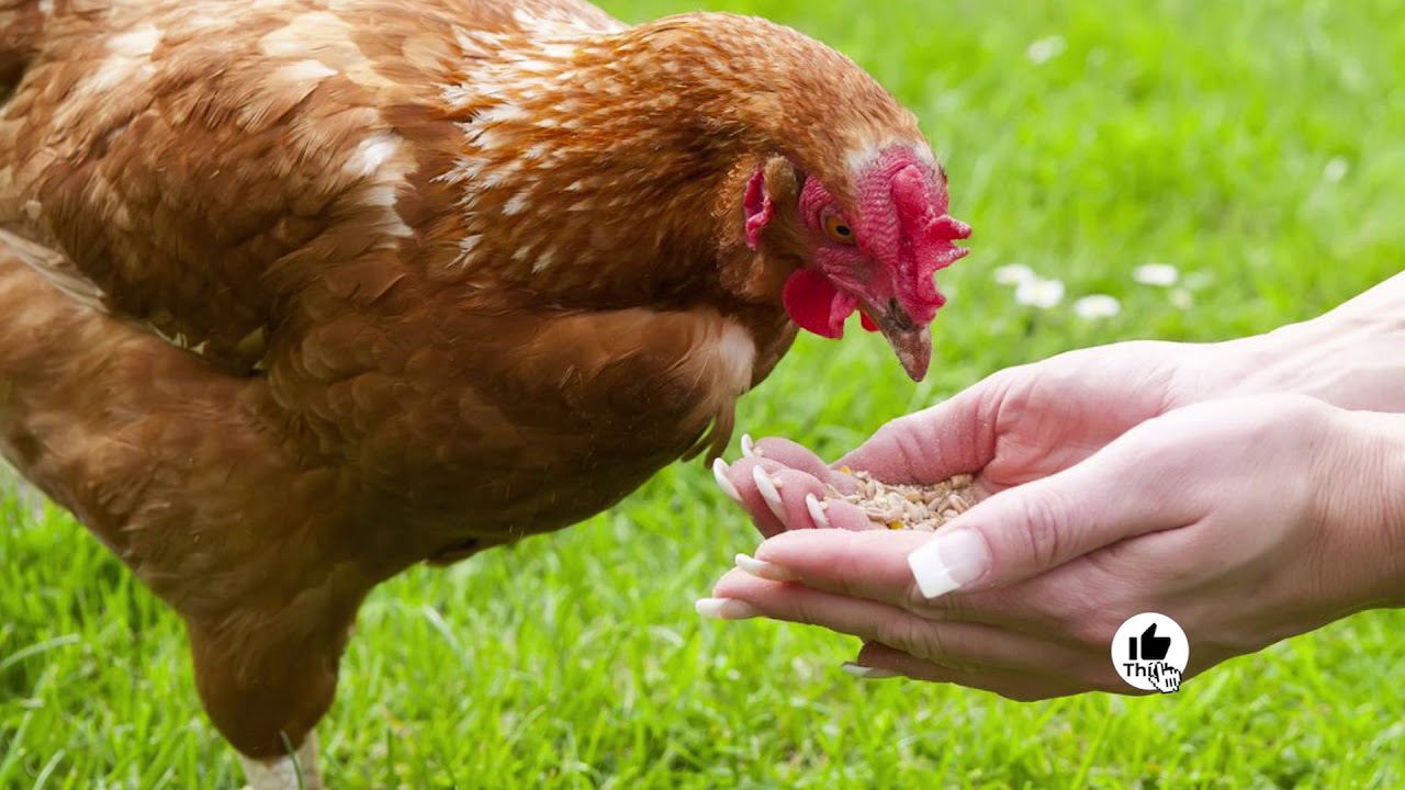 Nhận biết bệnh gout trên gà và cách điều trị