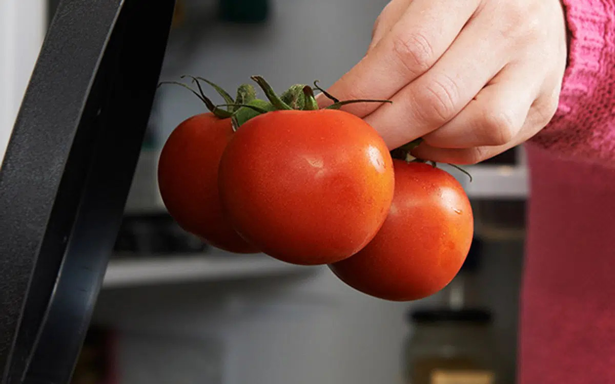 Bệnh đốm vòng trên cây cà chua