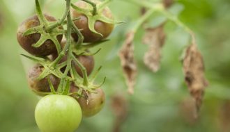 Nhận biết và xử lý các bệnh trên cây cà chua phổ biến nhất
