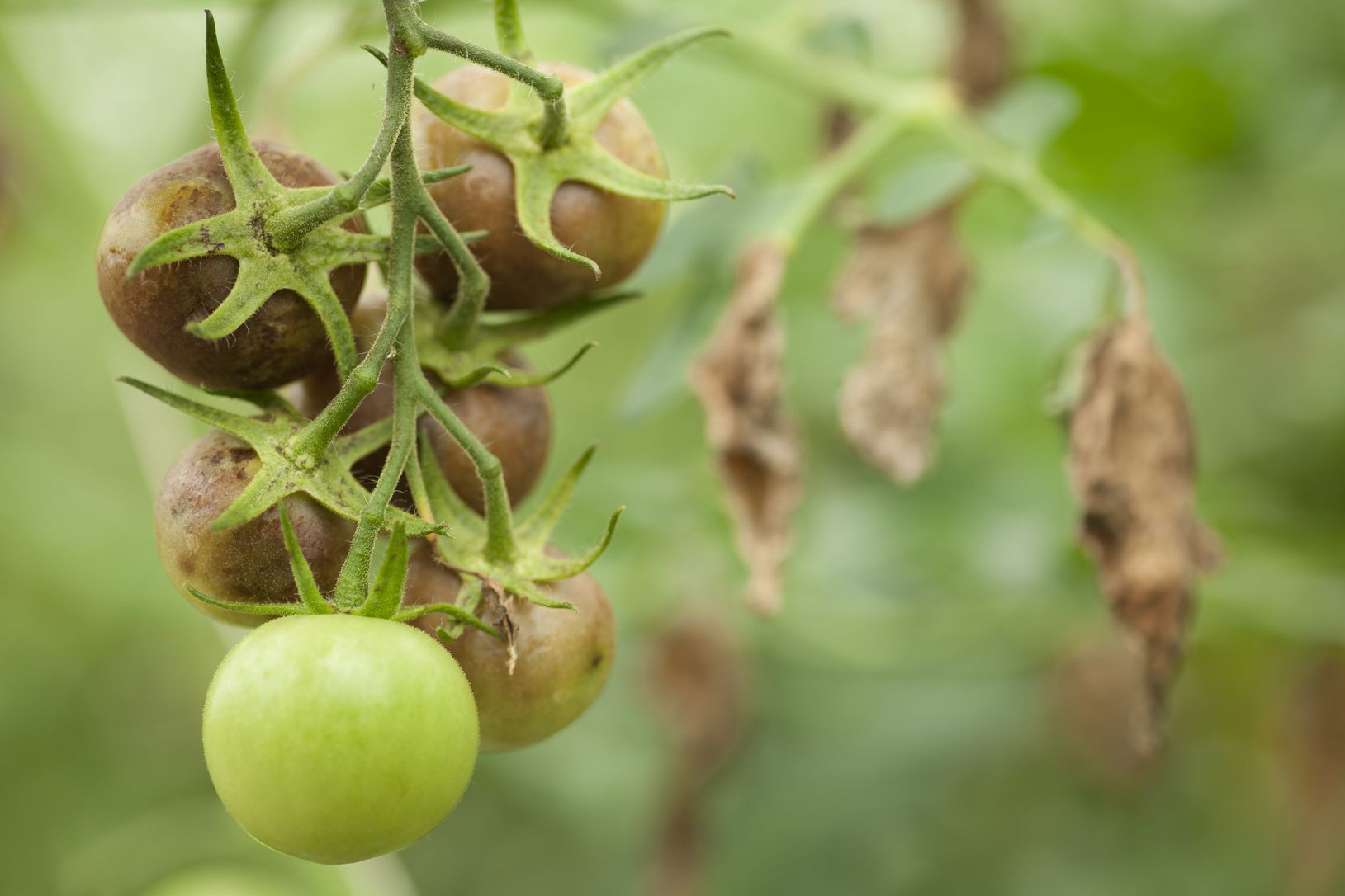 Nhận biết và xử lý các bệnh trên cây cà chua phổ biến nhất