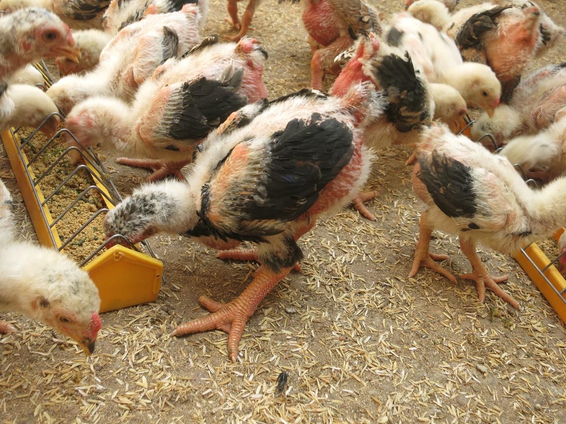 Những điều nông hộ cần biết trước khi nuôi gà thả vườn (P2)