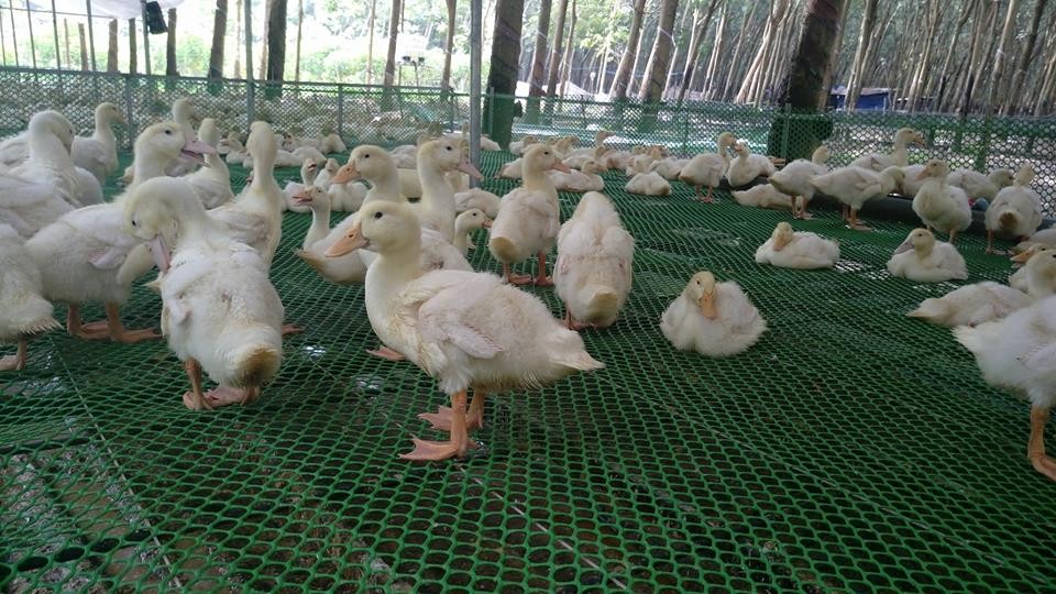 Nuôi vịt khép kín – Mô hình chăn nuôi thu lãi lớn