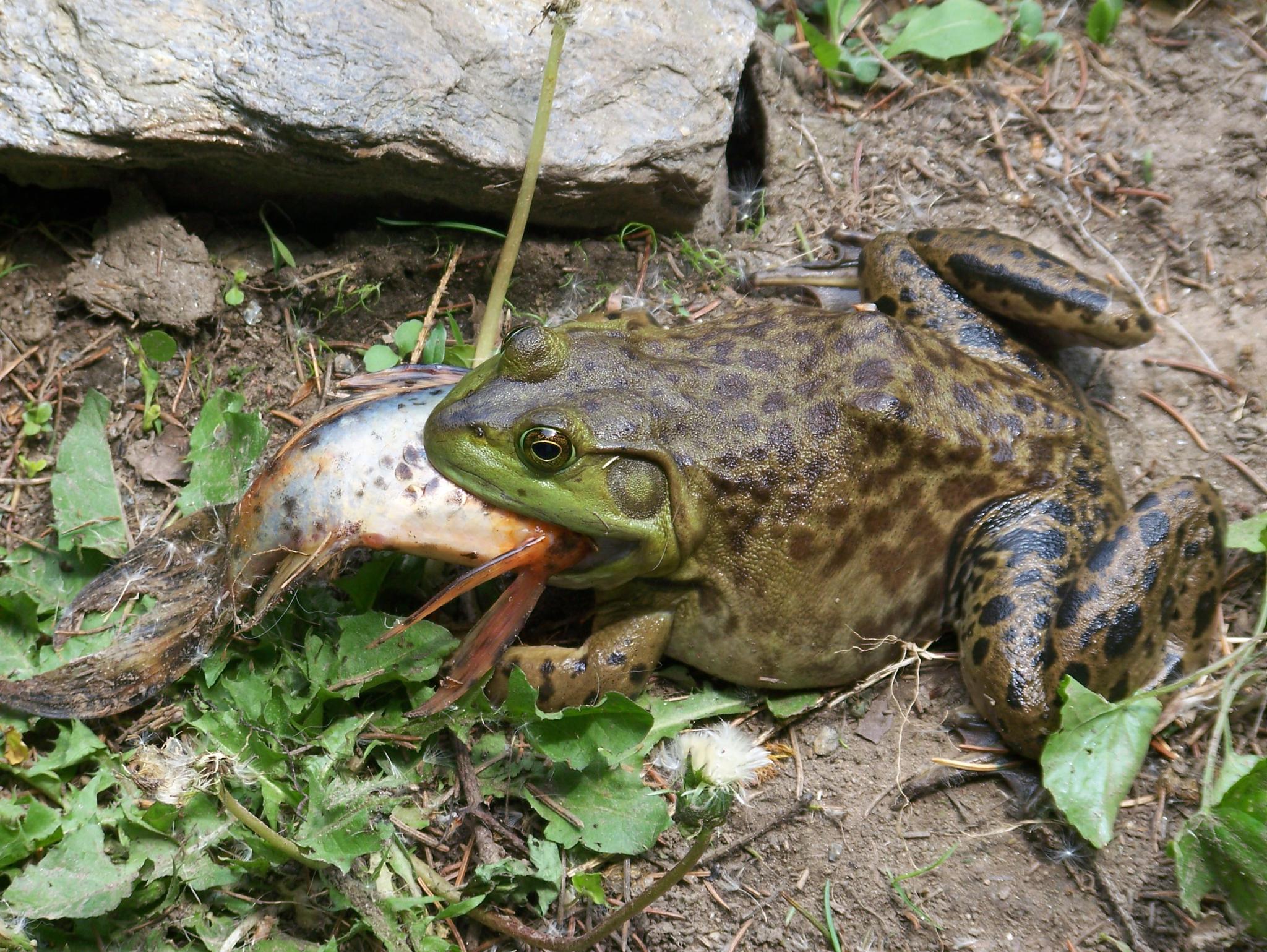 Phòng ngừa và nhận biết kịp thời bệnh thường gặp ở ếch