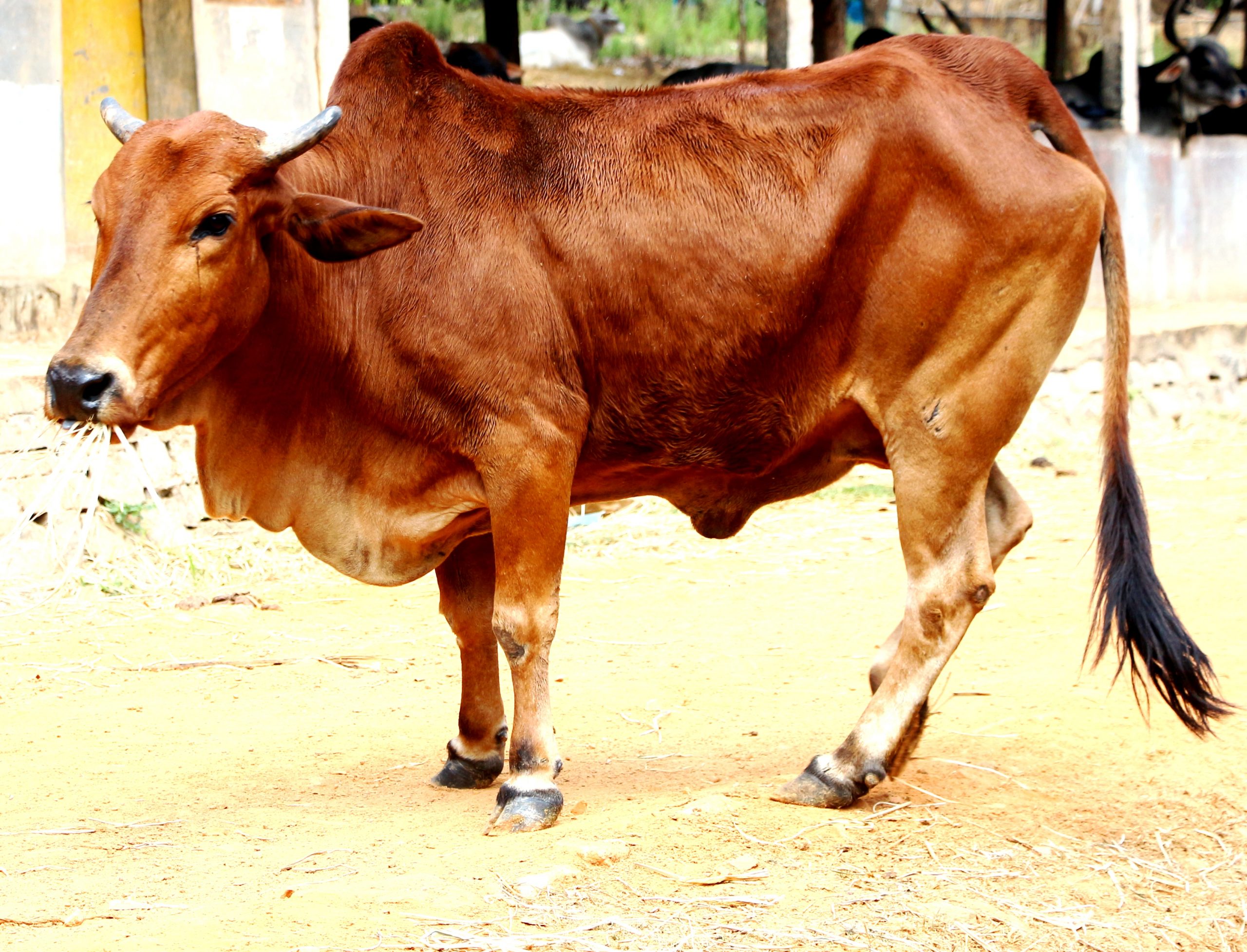 Phương pháp vỗ béo bò thịt (P1): Chọn giống bò như thế nào?