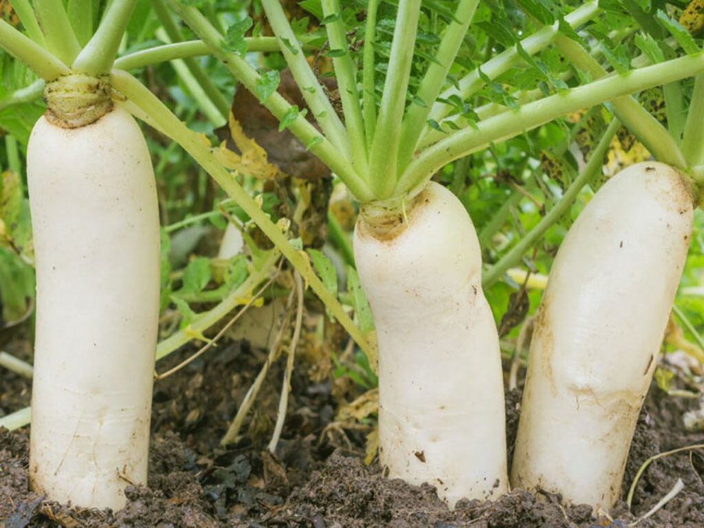 Hướng dẫn chăm sóc cây củ cải trắng