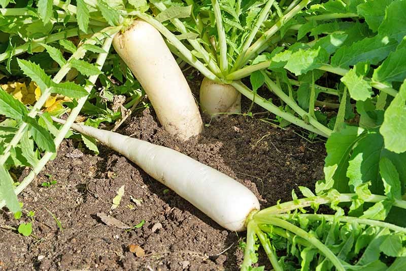 Quy trình kỹ thuật trồng và chăm sóc củ cải trắng sao cho hiệu quả nhất