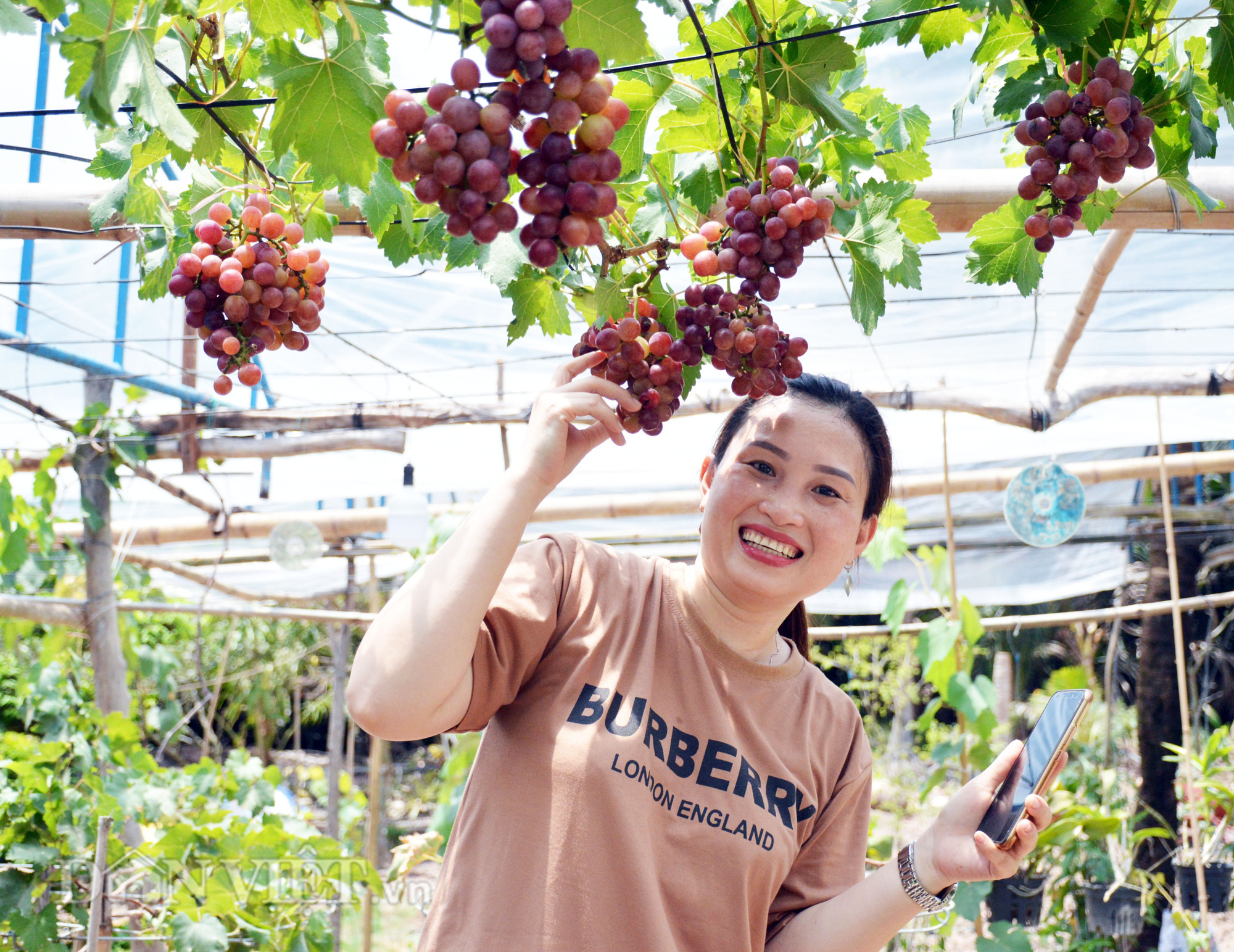 Phát triển ngành trồng nho ở tỉnh Ninh Thuận