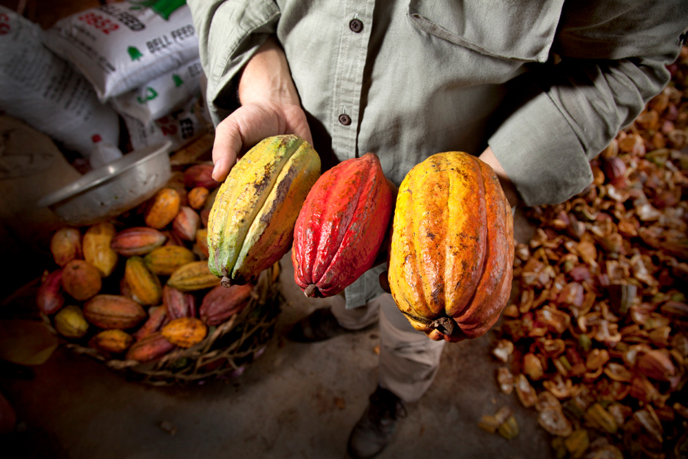 Biến đồi đá thành đất rừng tươi tốt, trồng cacao đắt nhất Việt Nam