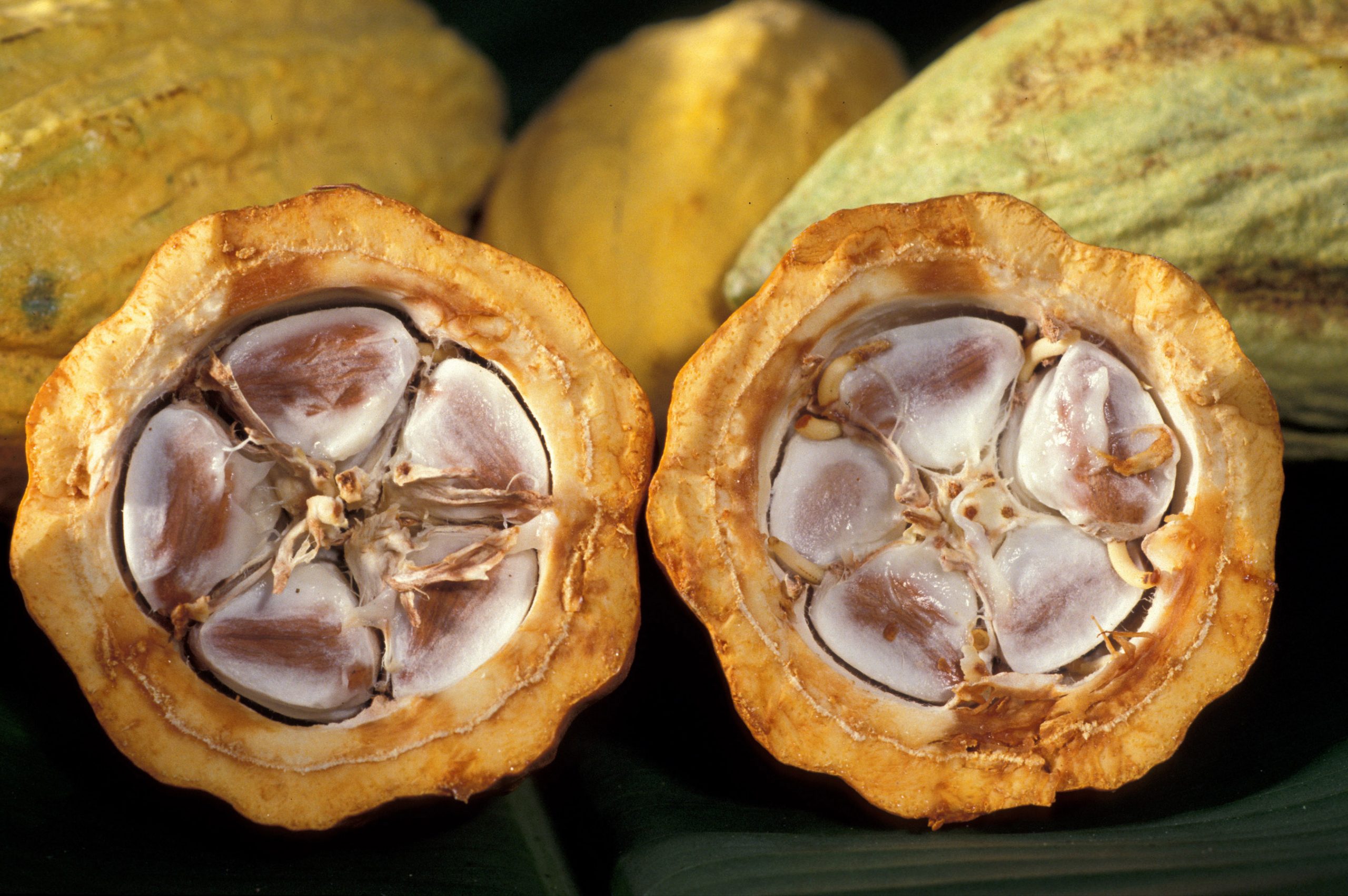 Tiến Sĩ Trồng Cây Cacao Trên Đất Dốc, Tạo Ra Socola Đắt Nhất Việt Nam