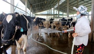 Kinh nghiệm chống nóng cho trâu bò mùa hè từ chuyên gia