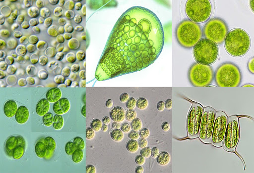 Cách xử lý tảo lam phát triển